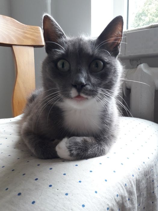 Віддам кицю в добрі руки.