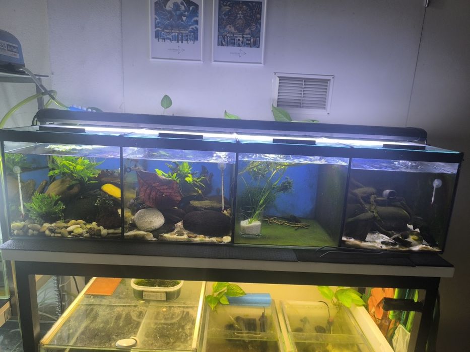 Aquário divido com sump