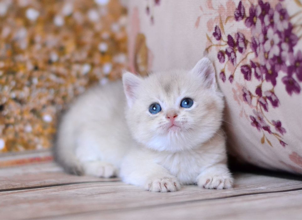 Британське кошеня дівчинка