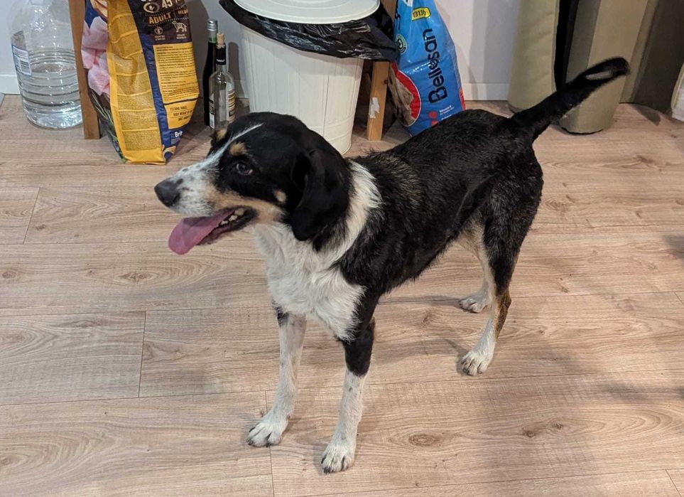 ANDROMEDA piękna, łagodna sunia do adopcji. Uratowana w Bułgarii