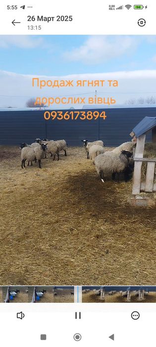 Вівці овечки ягнята романівської породи