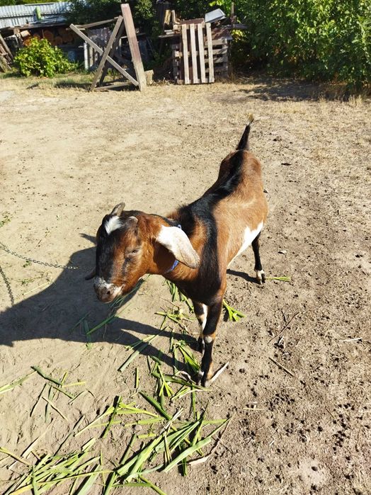 Продам козлика, козу, козенята англо нубійський цап Херсон