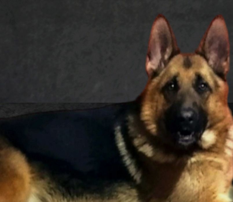 Для ценителей качества щенки нем овчарки