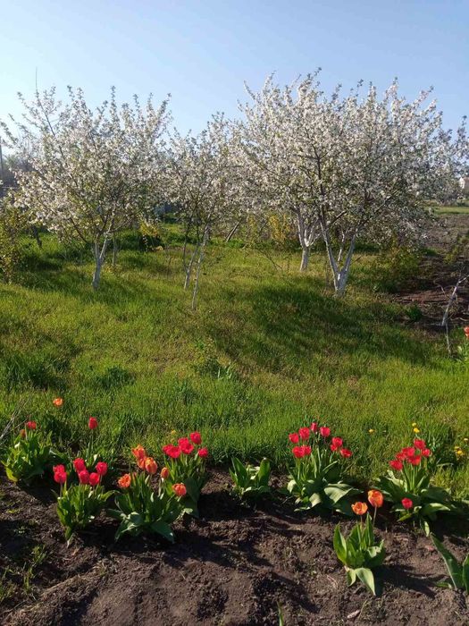 Продам будинок в селі Богданівка