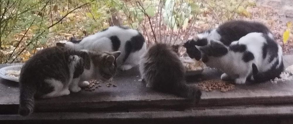 Шукаємо дім кошенятам