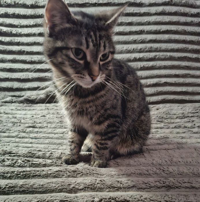 Молоденькую полосатую  кошечку отдам в хорошие руки!!!