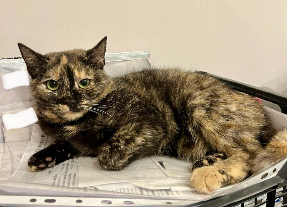 Lira, 8-miesięczna kotka, czeka na serce, które ją pokocha.