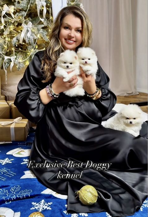 Білі цуценята померанські шпіци в типі ведмежатко з документами.  Шпіц