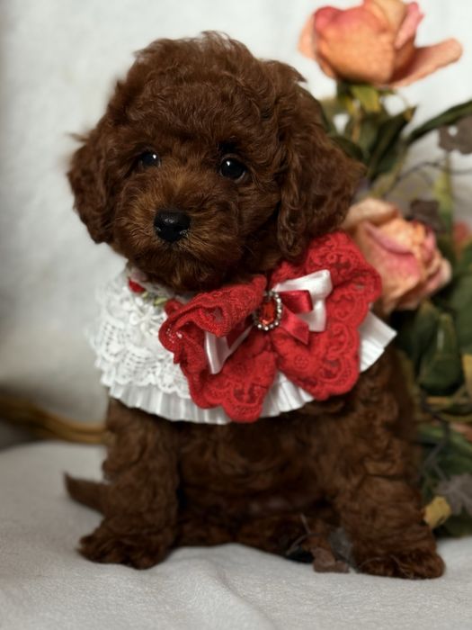 Той пудель хлопчик Red Brown