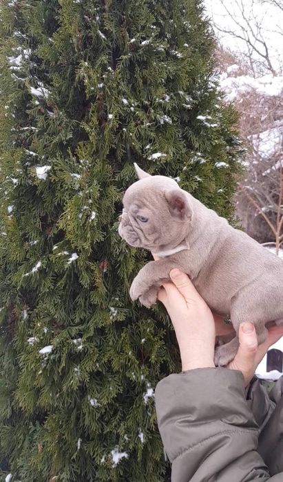 Продажа французского бульдога