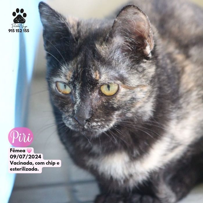 Gata Tartaruga para adoção (Piri)