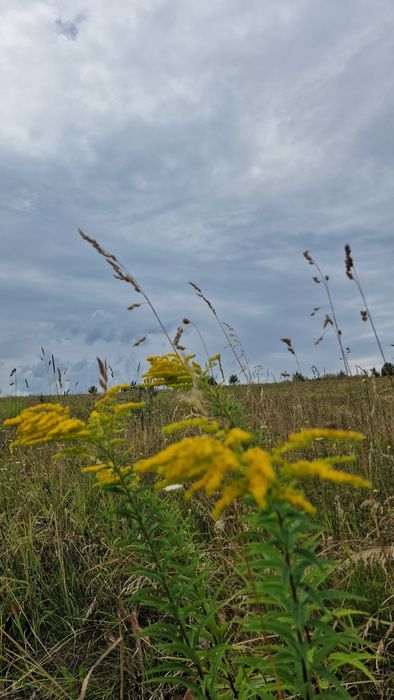 Продам земельну ділянку, пай