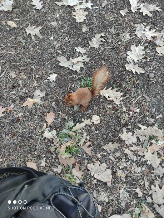 Продам участок под жилую застройку 12,9 соток с. Плюты ЖМ Лесной Конча