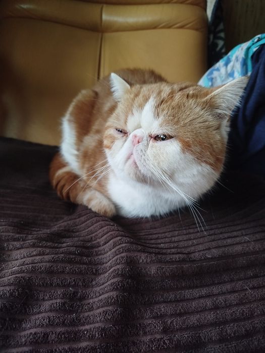 Вязка кота екзота