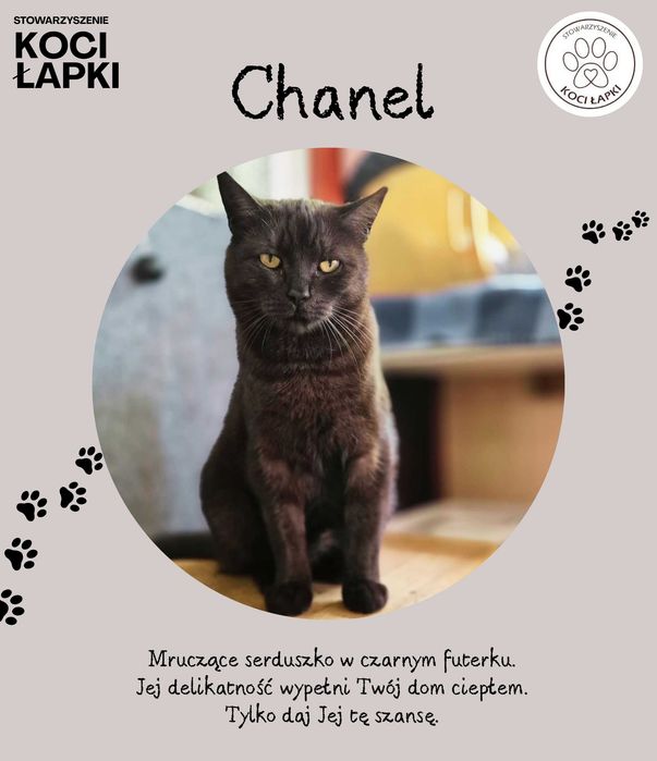 Chanelka - koteczka w czarnym futerku