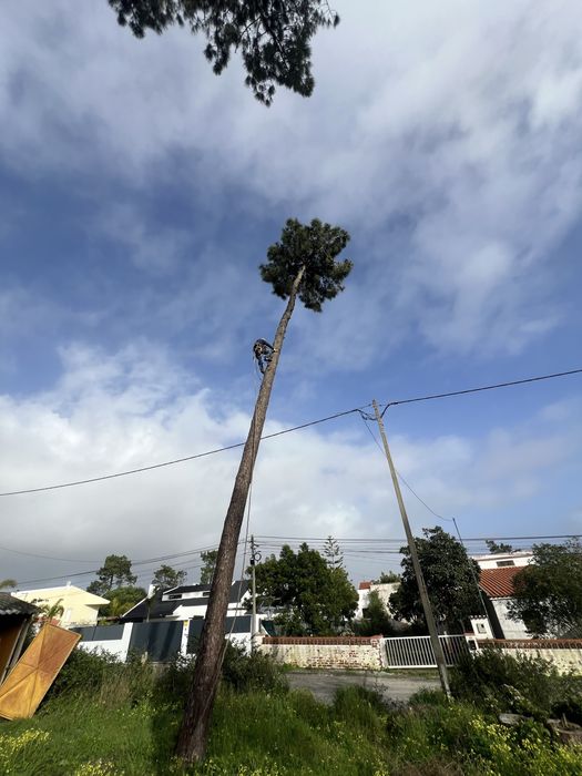 Limpeza e abate de arvores