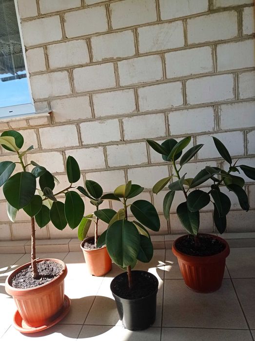 Фікус Робуста (каучуконосний), різні розміри