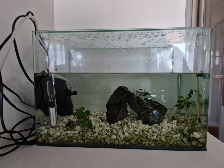 Aquário 30 L completo com tampa