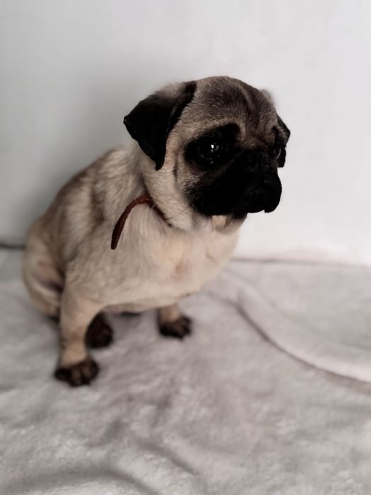 Мопс дівчинка 2 роки  Безкоштовно Тільки в ДОБРІ РУКИ