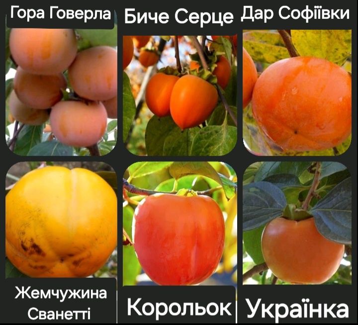 У продажі  на весну викопні дворічні саджанці  хурми( сорта на фото)