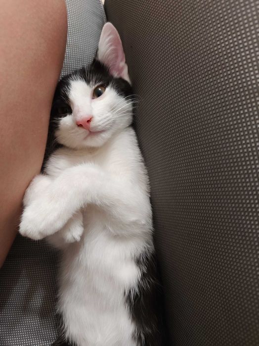 Pędzi na kolana i mruczy jak traktorek – adoptuj słodkiego Oreo!