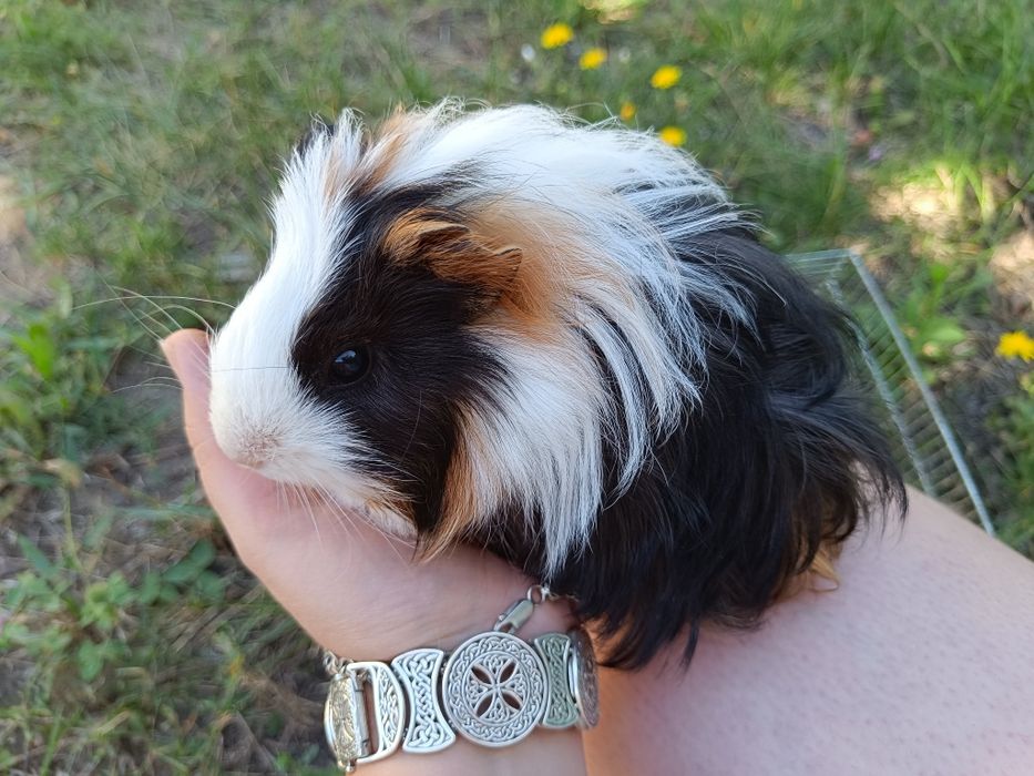 Морская свинка породистая