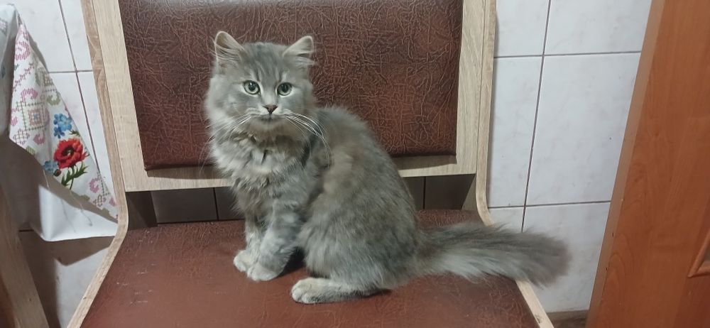 Кішка 6 місяців з притулку "Вишневий сад"