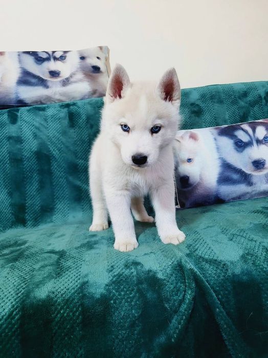 Siberian Husky niebieskooki po InterChampionach zkwp fci Siberian Husk