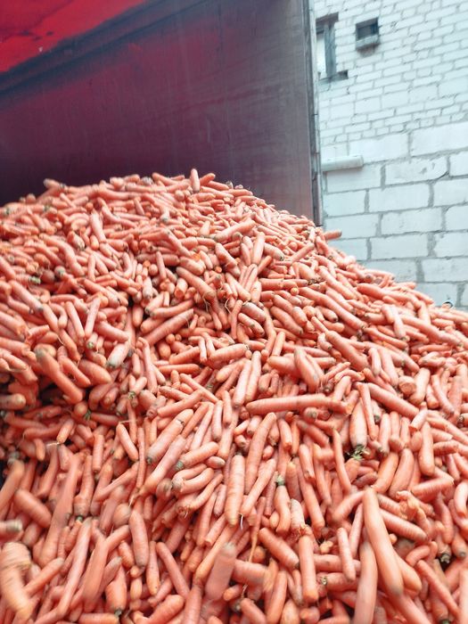 Marchew paszowa. Transport Gratis