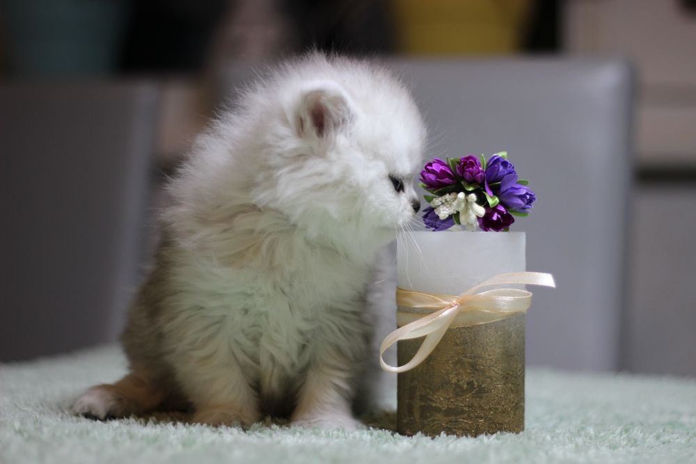 Найкрасивіша шотландка хайленд