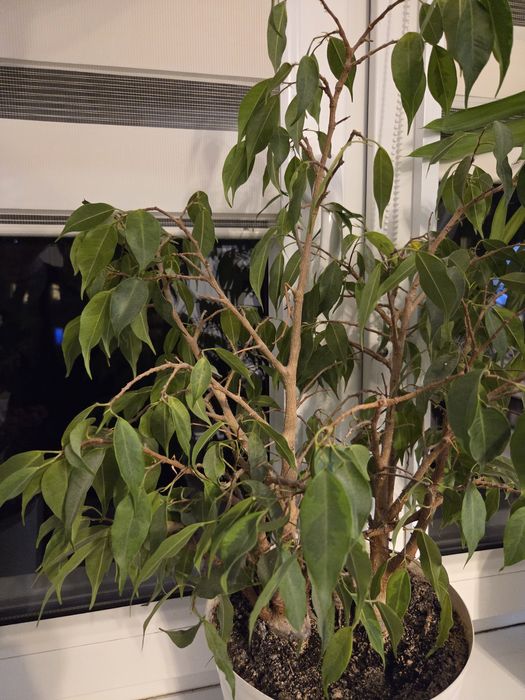 Roślina Fikus Benjamin