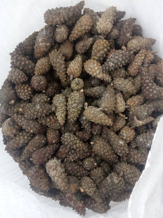 Соснові шишки, сосновие шишки, закриті соснові шишки для насіння