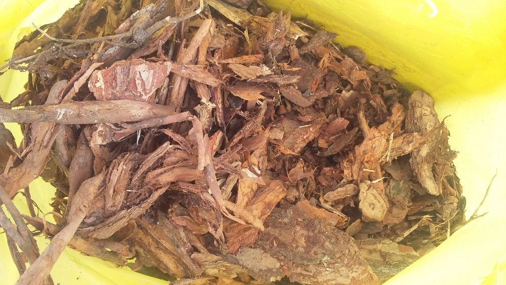 Kora sosnowa średnia