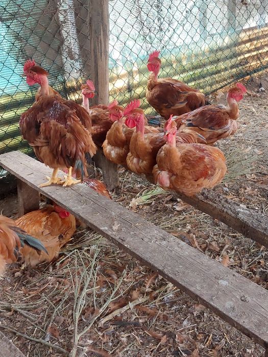 Frangos/ Galos Caseiros