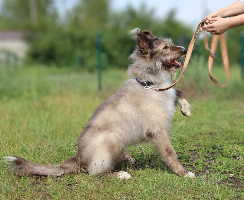 duży pies czeka na dom