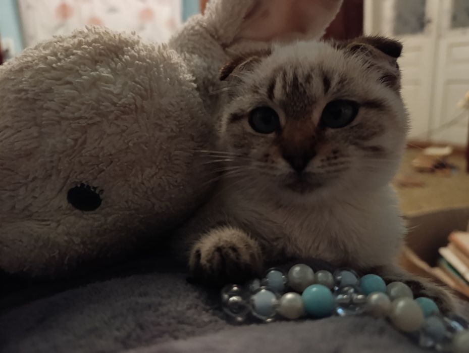 Британці є 1  хлопчика і 2 дівчинки.Перша на фото дівчинка