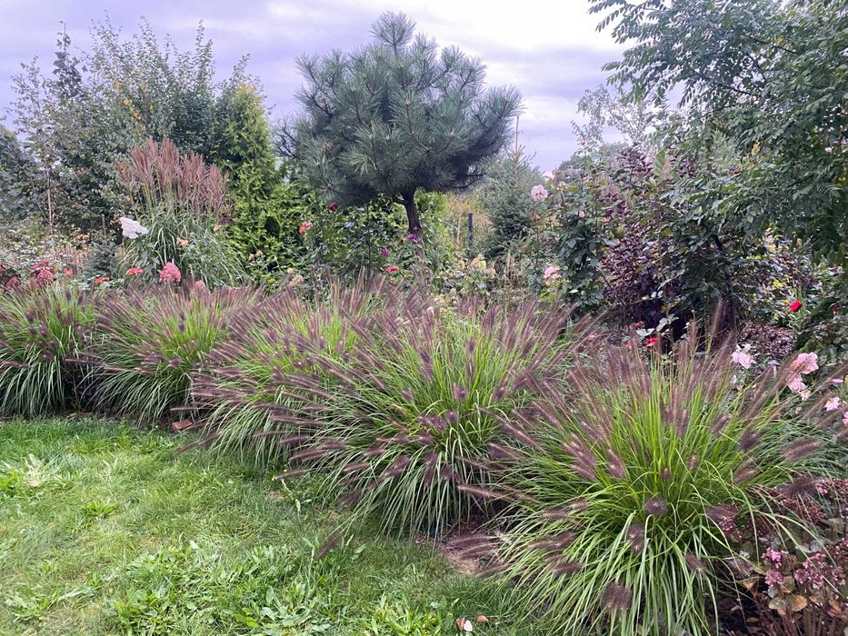 Trawa Rozplenica, Miskant, Kostrzewa, Juka, Thuje kule