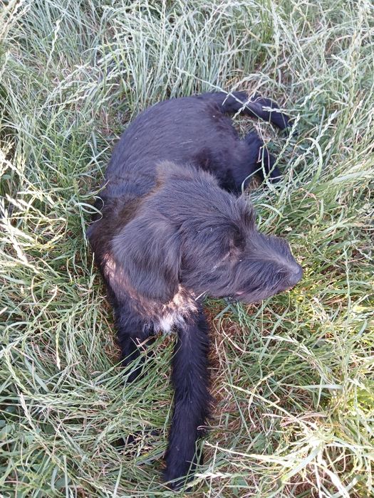 Подарую чудових щенят