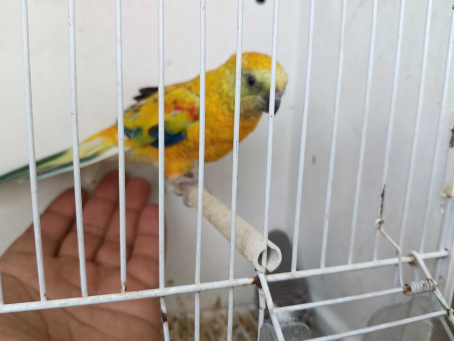 Vendo red ramp domesticado