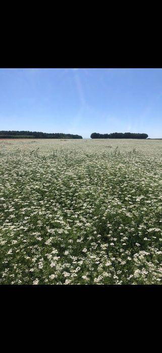 Kolendra nasiona ekoschematy