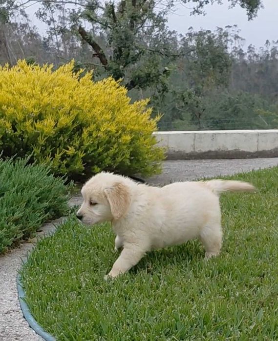 Golden retriever Macho TOP