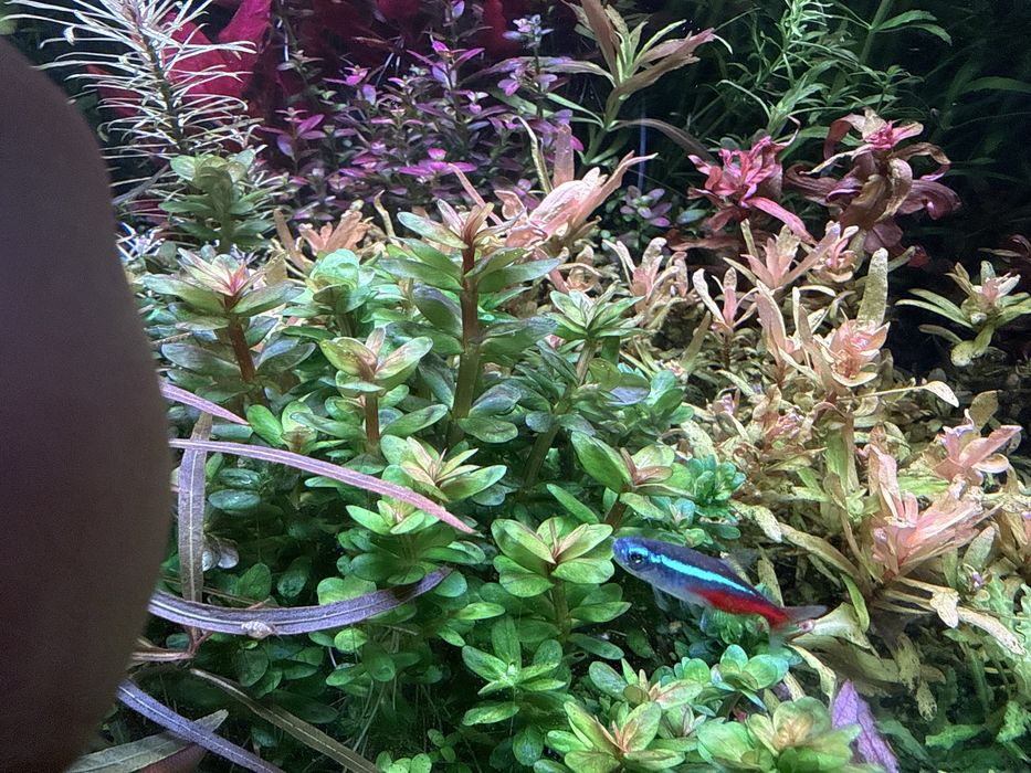 Amania sp bonsai