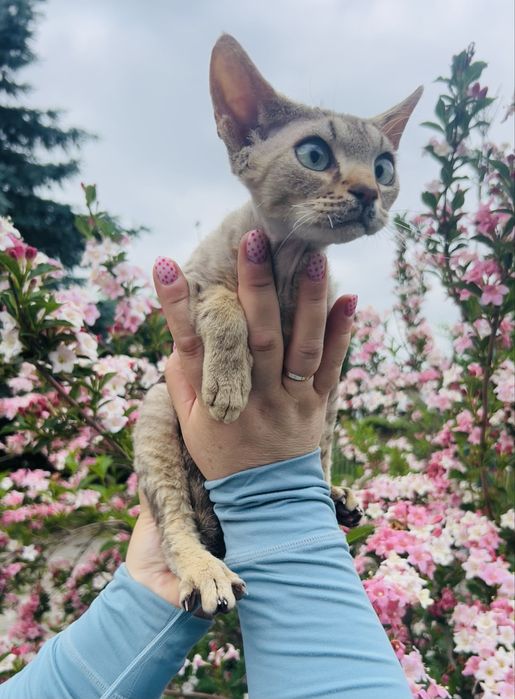 Słodki kocurek Devon Rex, kawa z mlekiem