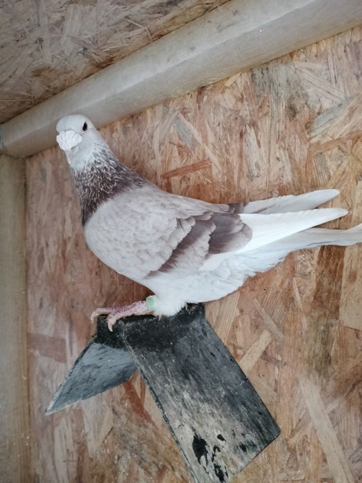 Gołębie staropolskie