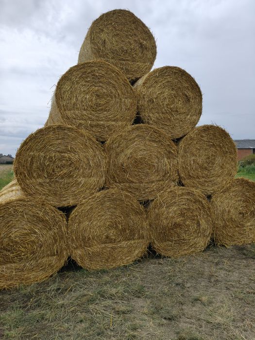 Sloma pszenzytnia 150x120 owsianka 125x120