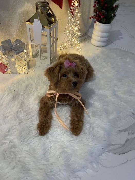 Помапу  ваш найкращий подарунок літа