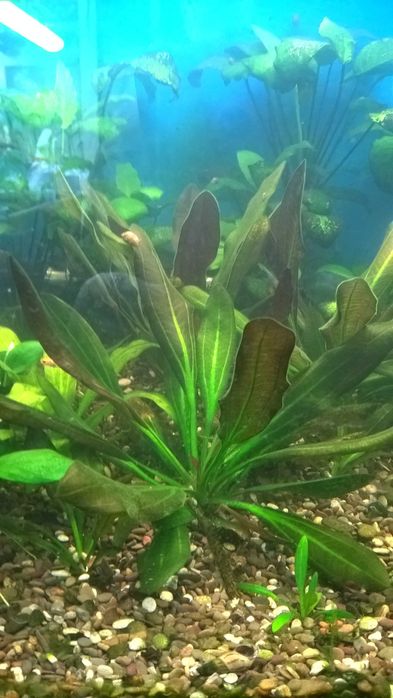 Эхинодорус Барта,