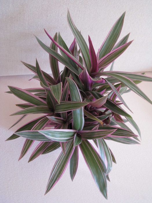 Reo meksykańskie trzykrotka tradeskancja piękna wielokolorowa roślinka