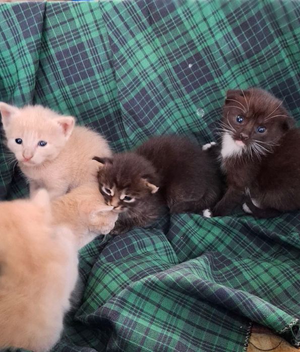 Кошенята в добрі руки