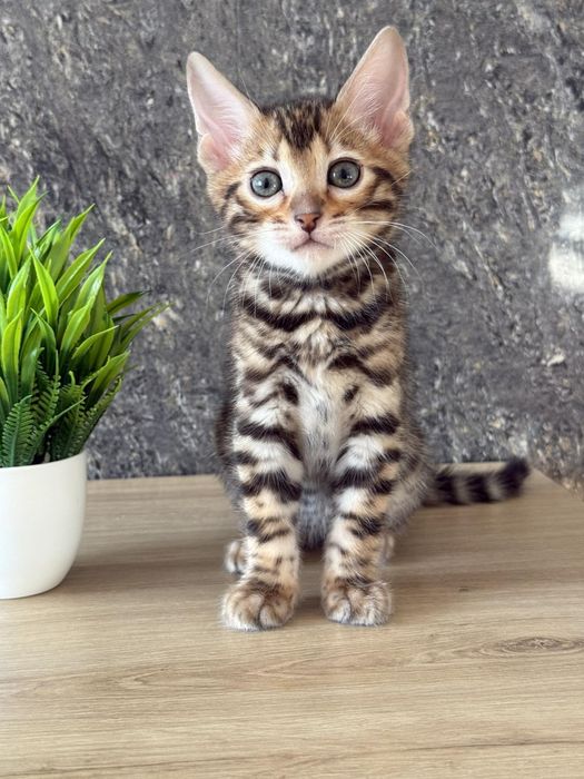 Бенгали клубні кошенята